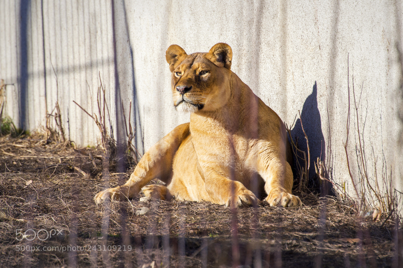 Nikon D3200 sample photo. Lions photography