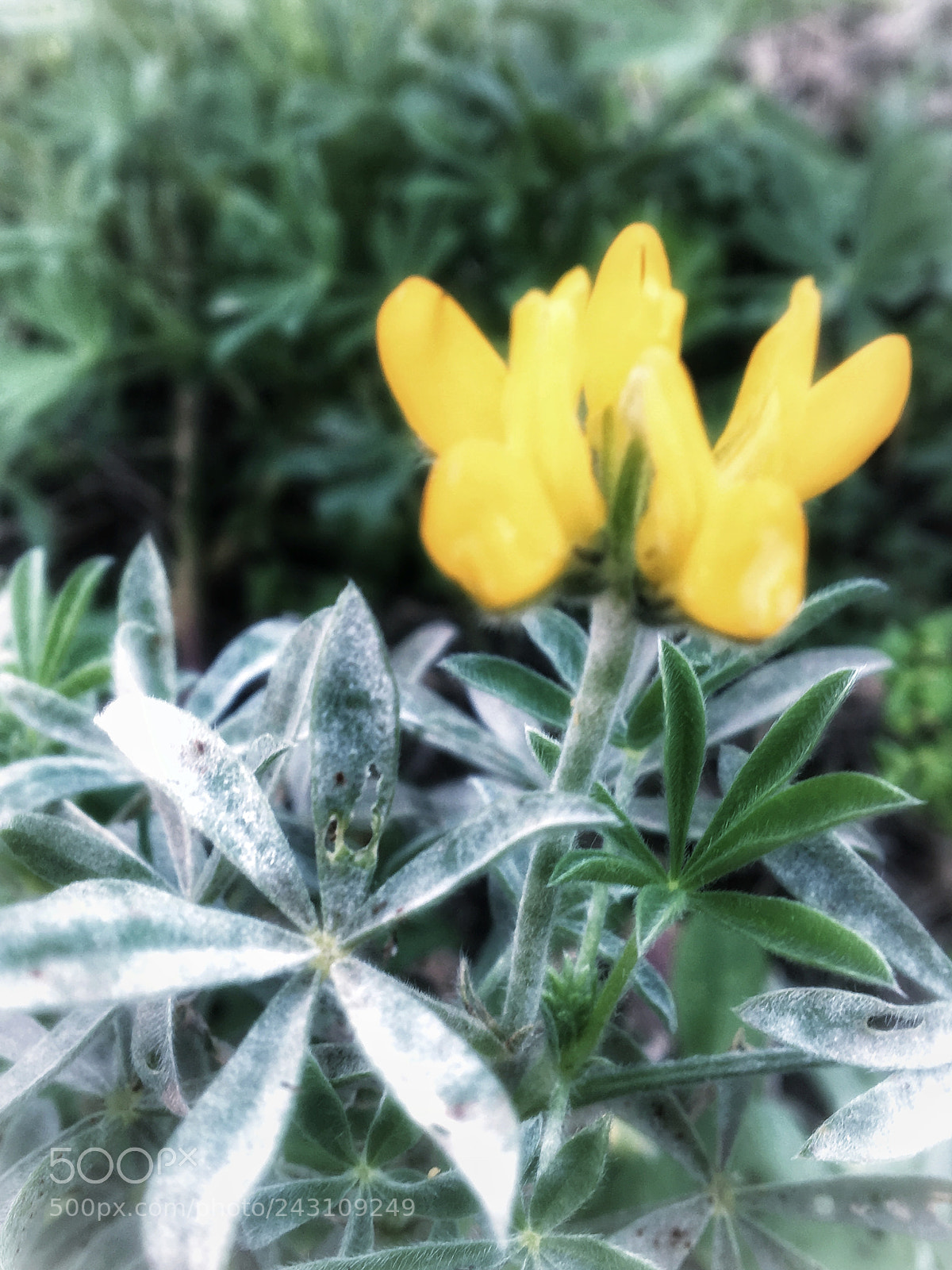 Apple iPhone 6s sample photo. Untitled photography