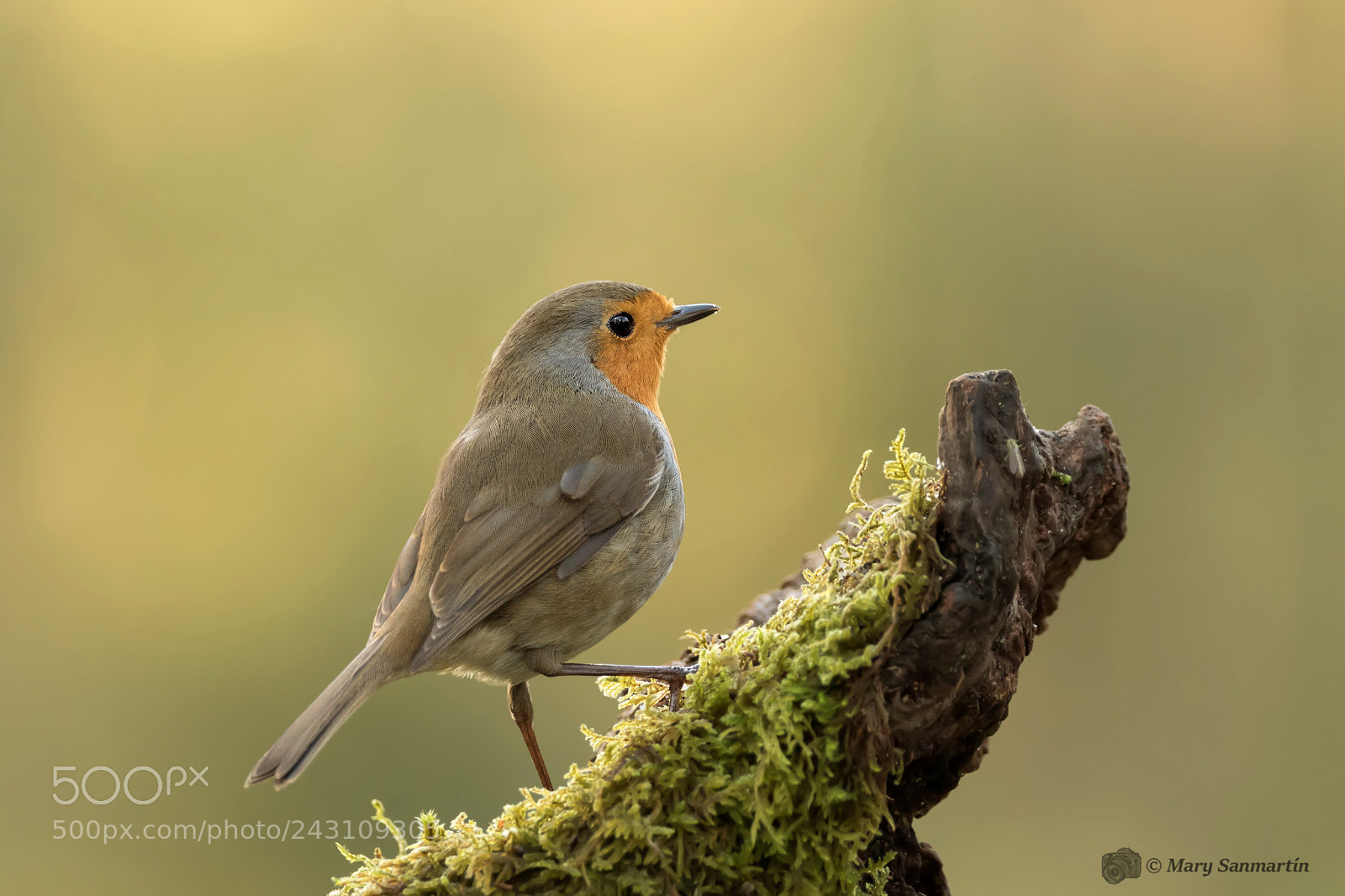 Canon EOS 7D Mark II sample photo. Robin photography