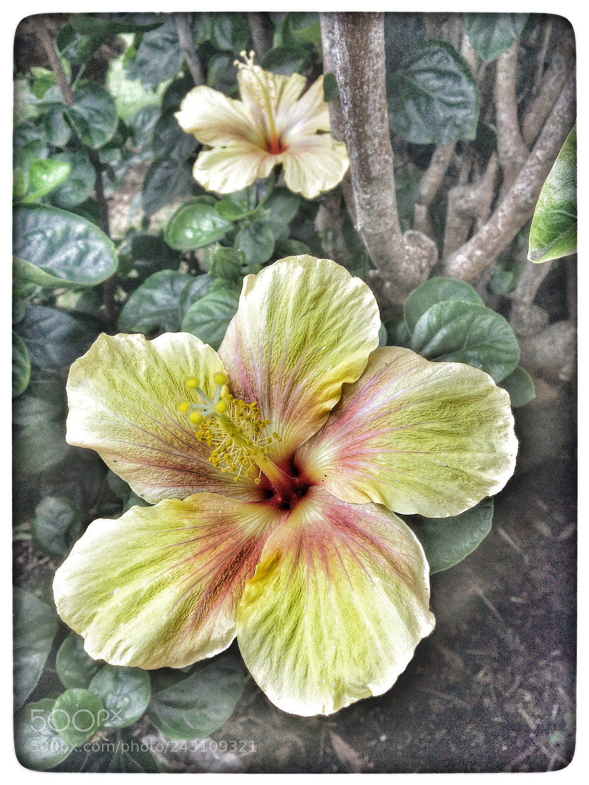 Apple iPhone 6s sample photo. Untitled photography