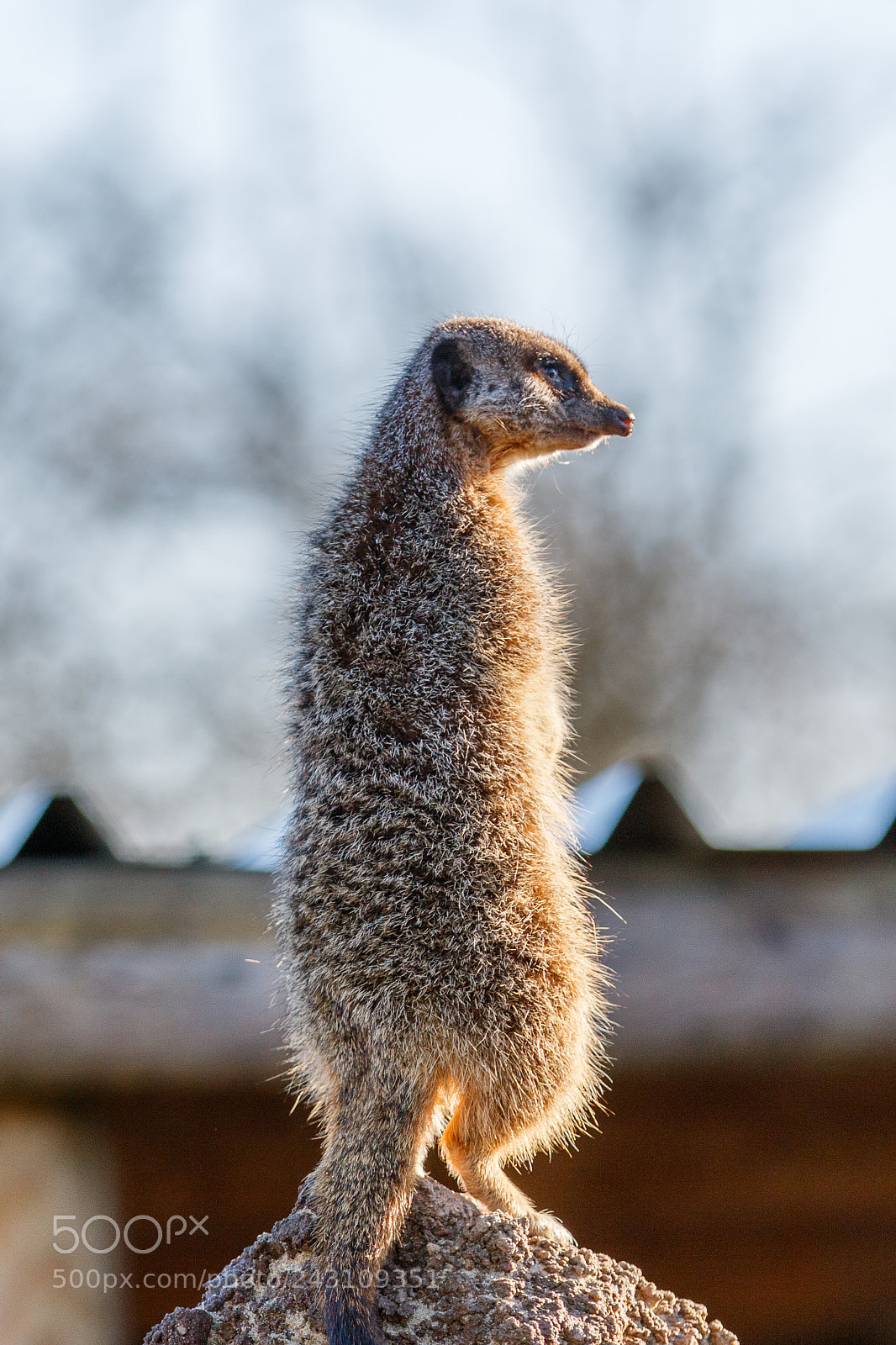 Canon EOS 7D Mark II sample photo. Meerkat (suricata suricatta) photography