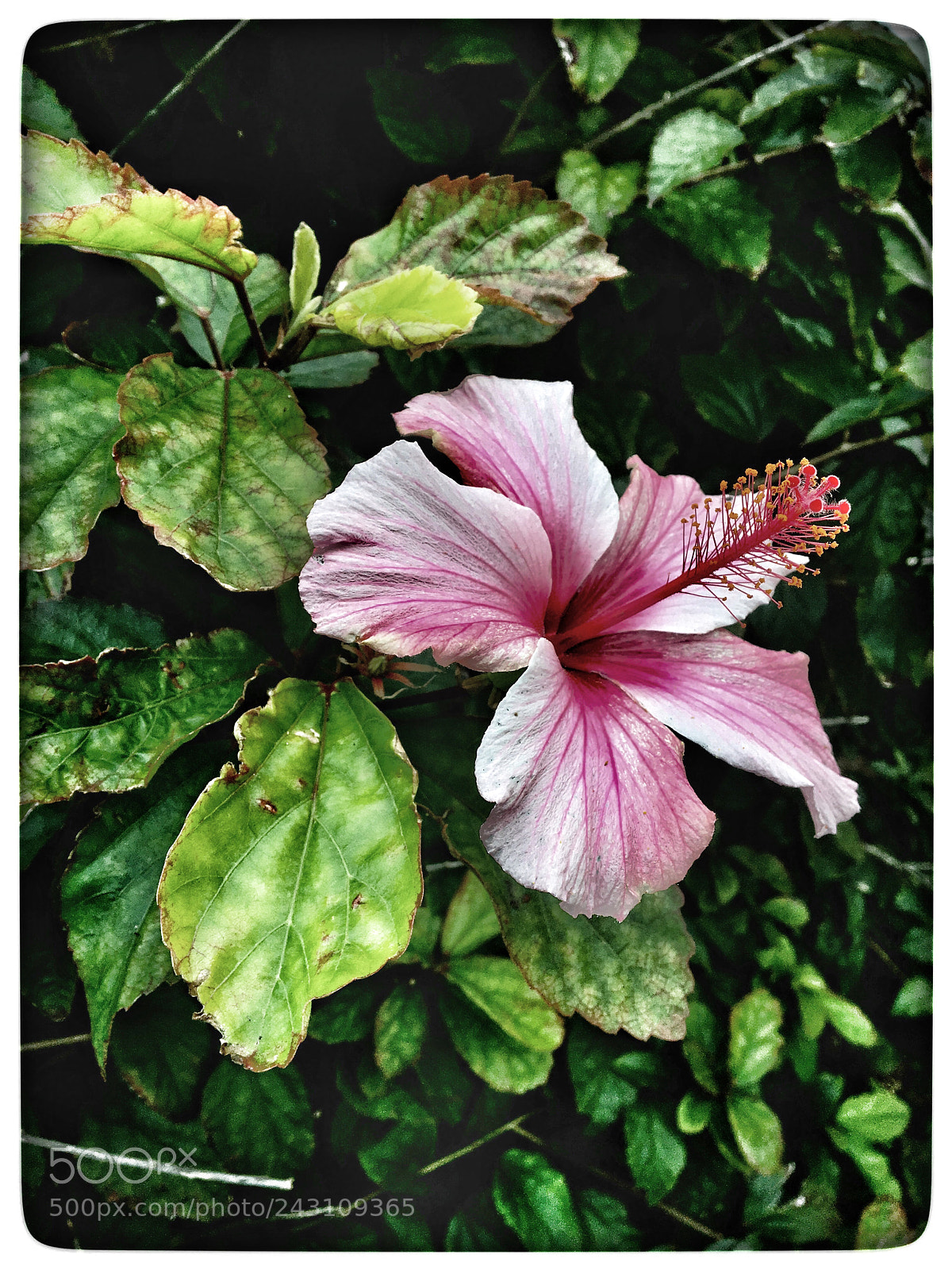 Apple iPhone 6s sample photo. Untitled photography