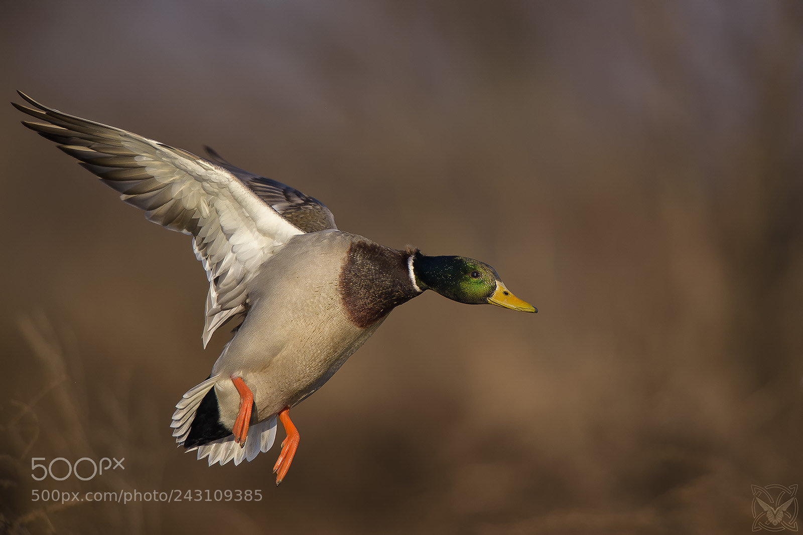 Nikon D4S sample photo. Anas platyrhynchos, germano reale,canard photography