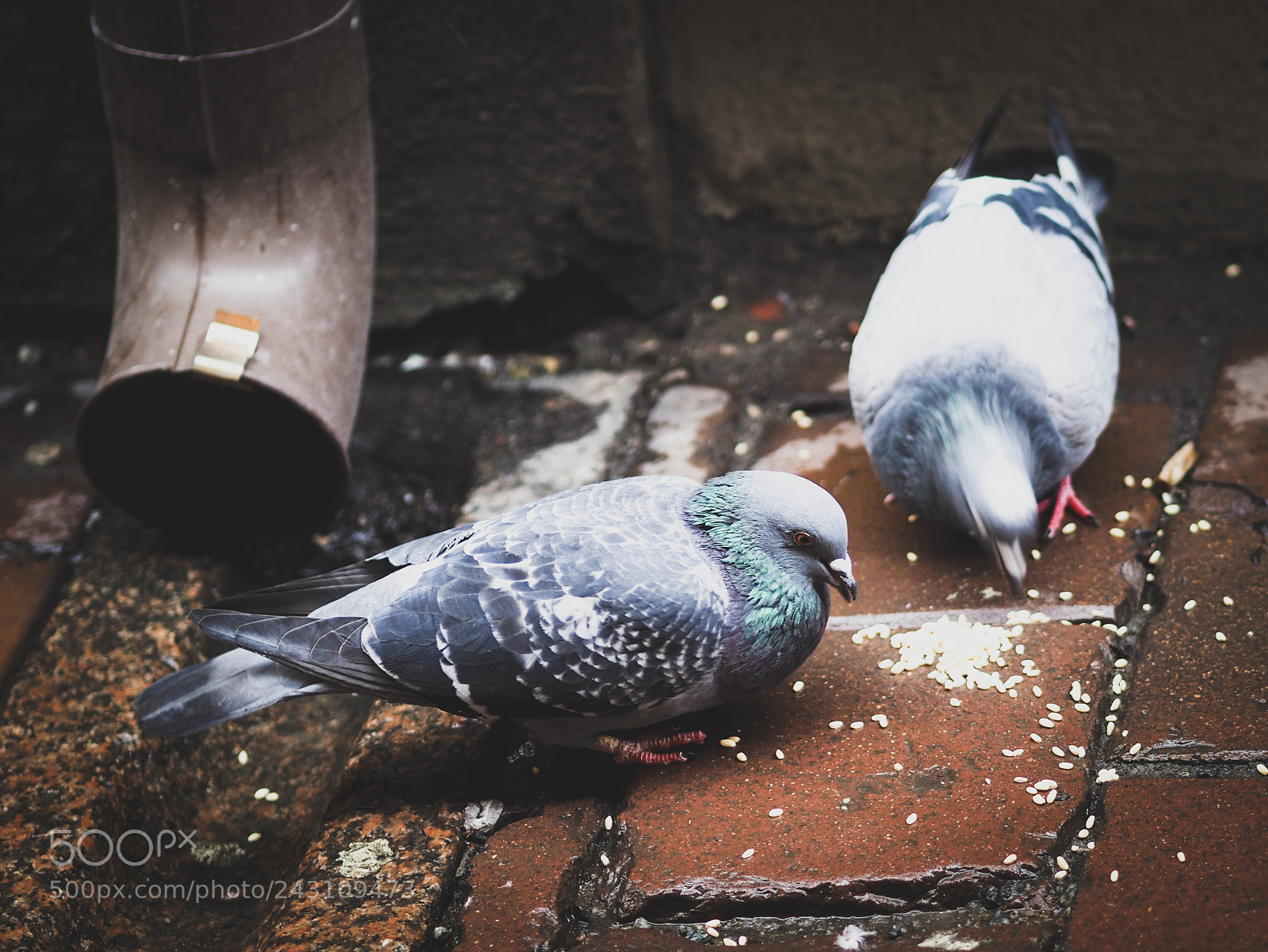 Olympus PEN-F sample photo. Feeding time photography