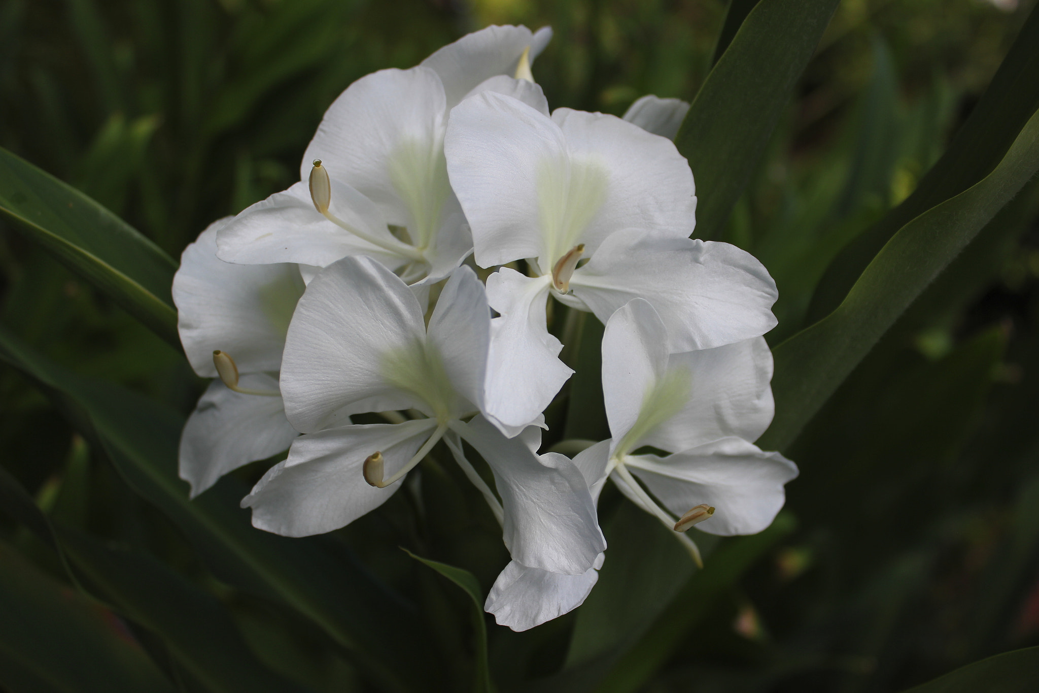 Canon EOS 550D (EOS Rebel T2i / EOS Kiss X4) sample photo. Ginger lily photography