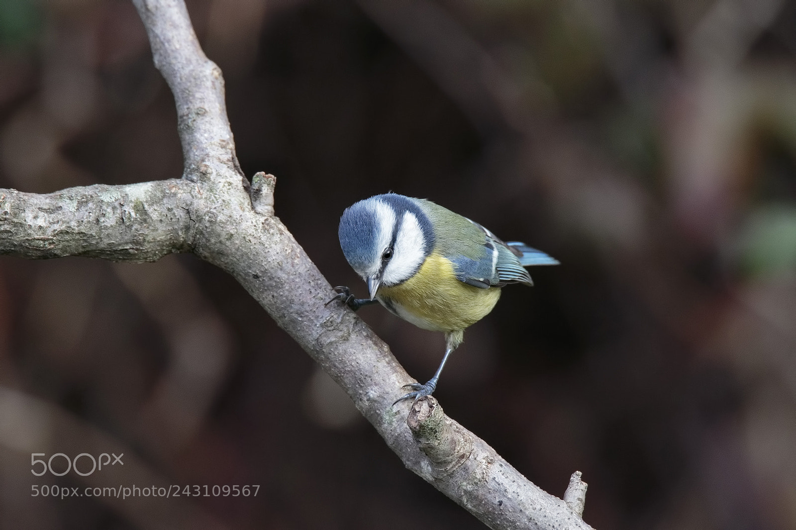 Canon EOS 7D Mark II sample photo. Blue tit (cyanistes caeruleus) photography