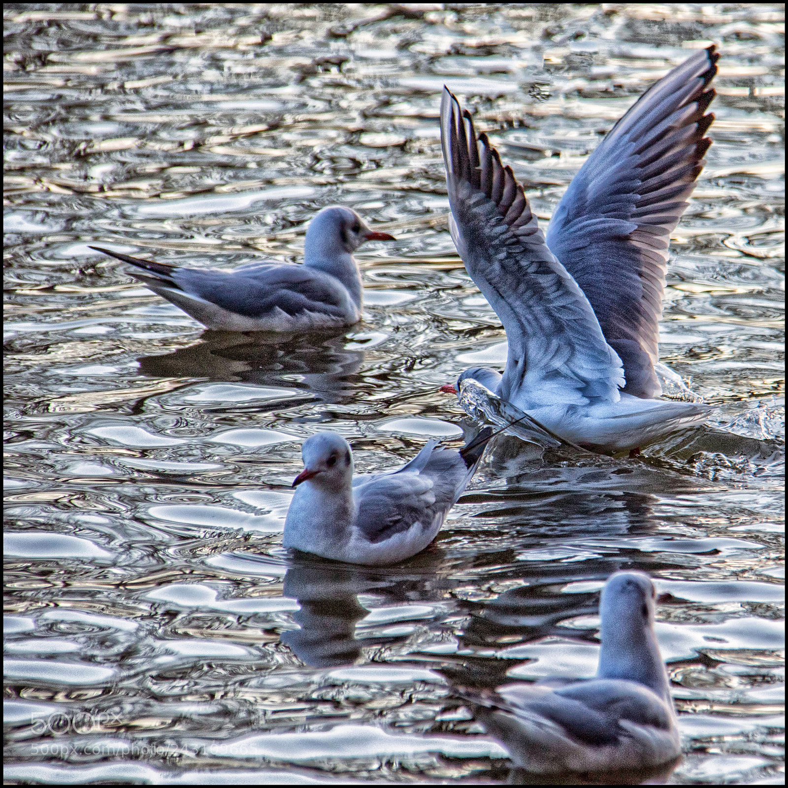 Canon EOS 7D Mark II sample photo. Hungry winter gulls photography