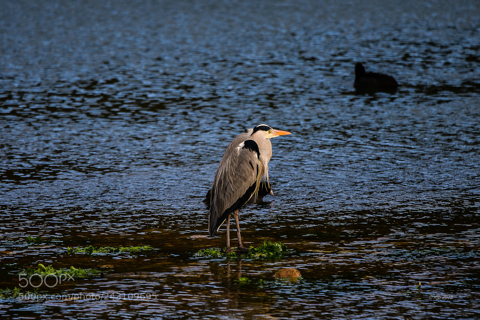 Nikon D850 sample photo. 8a0_5522-3.jpg photography