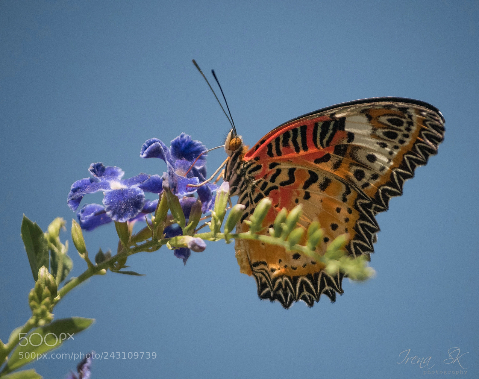 Nikon D810 sample photo. Leopard lacewing photography