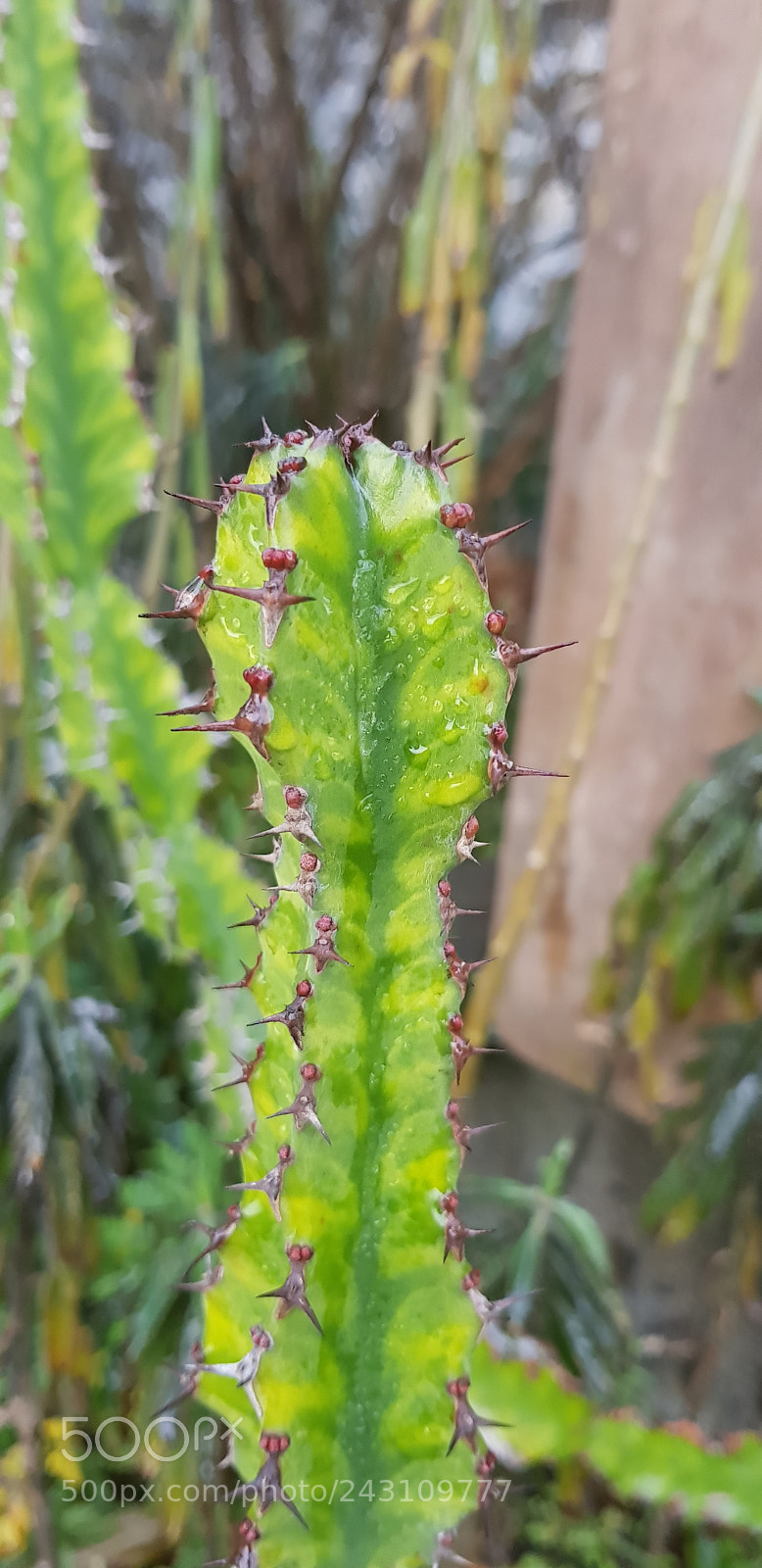 Samsung Galaxy S8+ sample photo. Vivid cactus photography