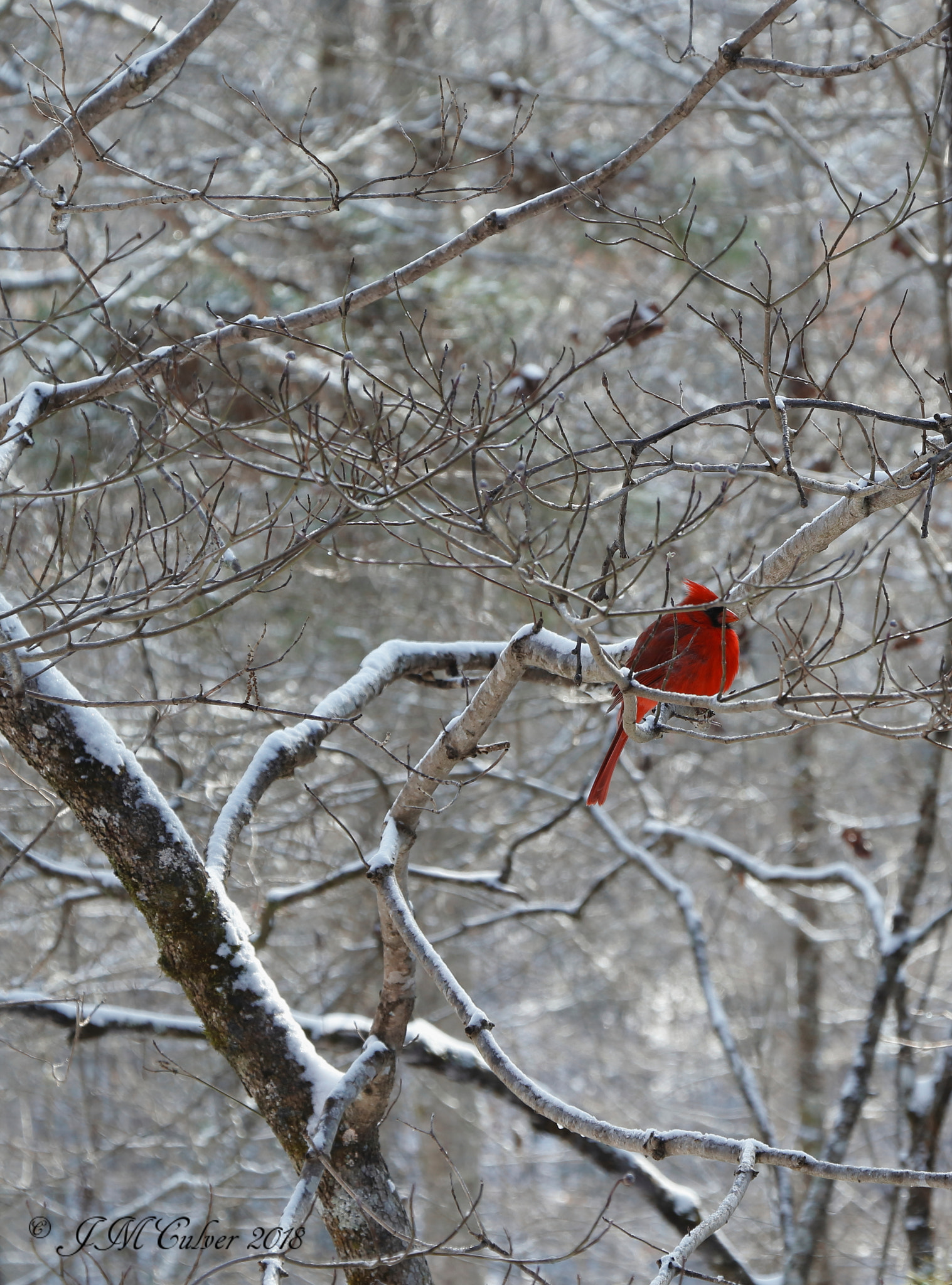 Canon EOS 77D (EOS 9000D / EOS 770D) sample photo. Cold cardinal photography