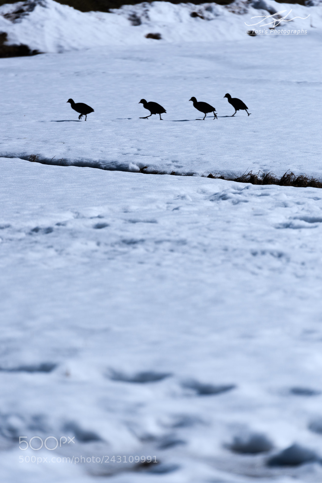 Nikon D810 sample photo. I'll follow you.! photography