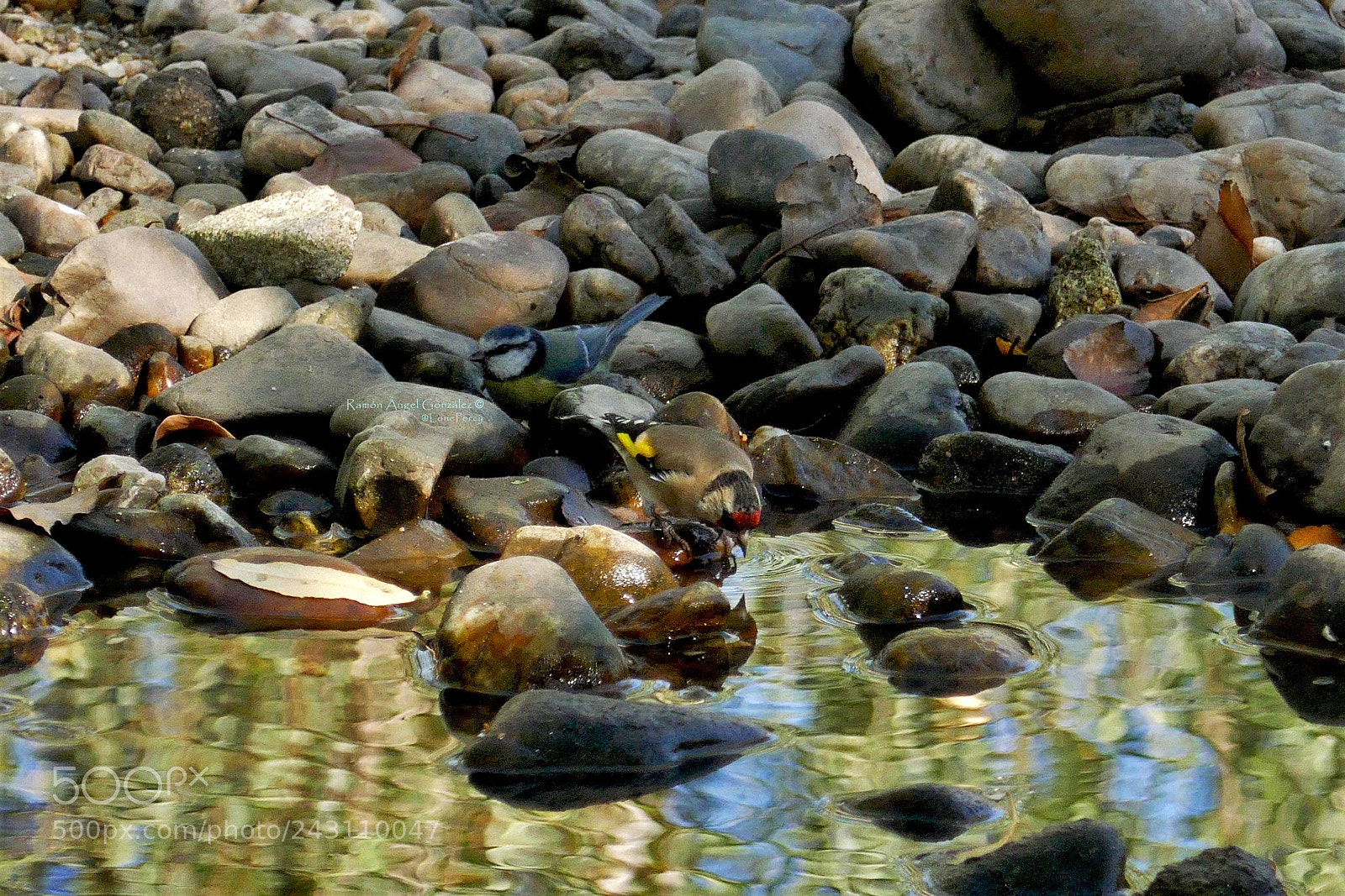 Panasonic Lumix DMC-ZS100 (Lumix DMC-TZ100) sample photo. Jilguero bebiendo y herrerillo photography