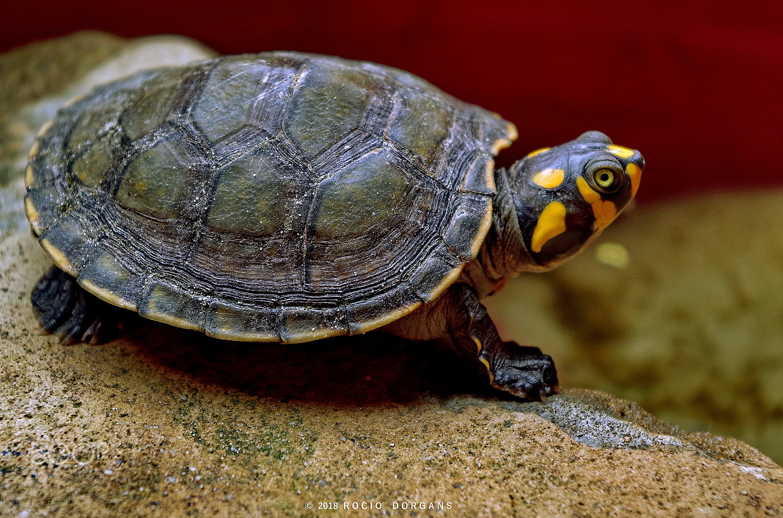 Pentax K-30 sample photo. Iquitos - peru photography