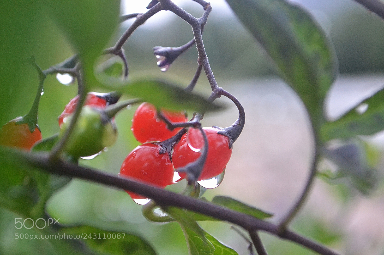 Nikon D3100 sample photo. Red berries photography