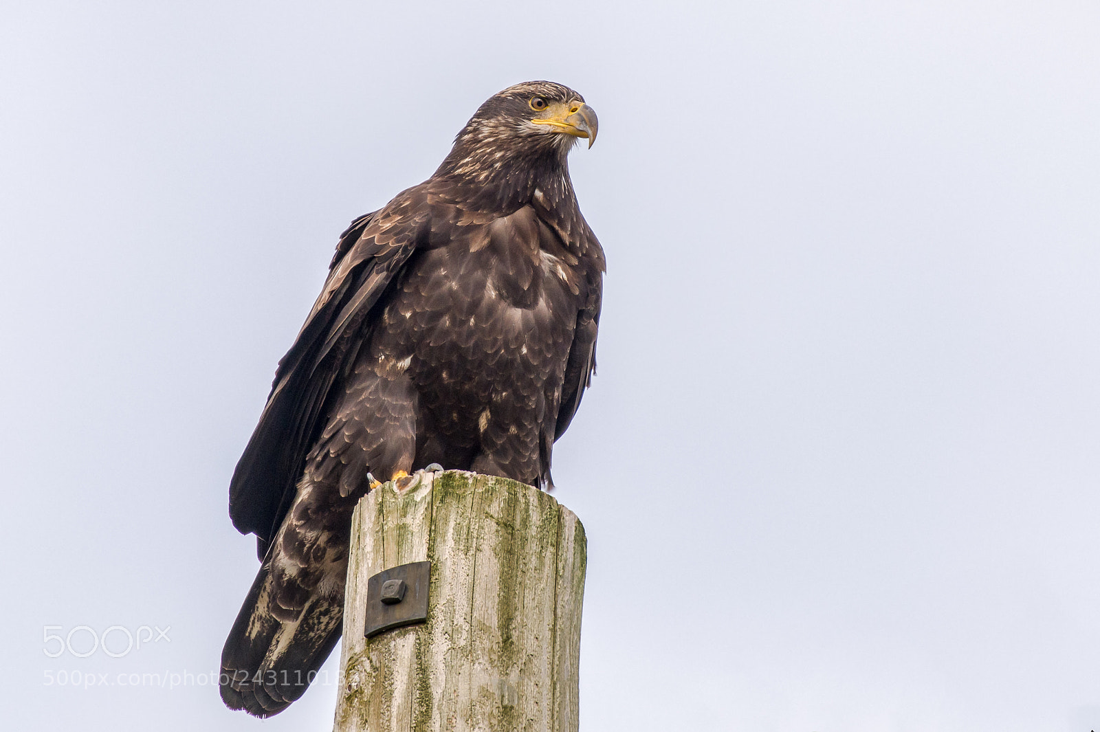 Nikon D850 sample photo. Watching and waiting photography
