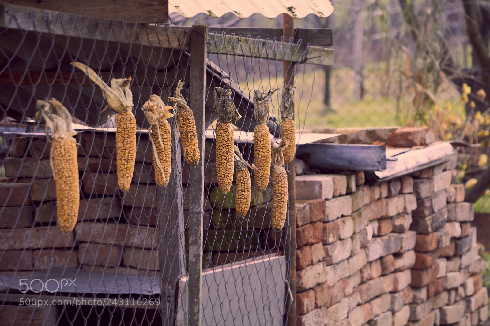 Canon EOS 650D (EOS Rebel T4i / EOS Kiss X6i) sample photo. Drying corn on the photography