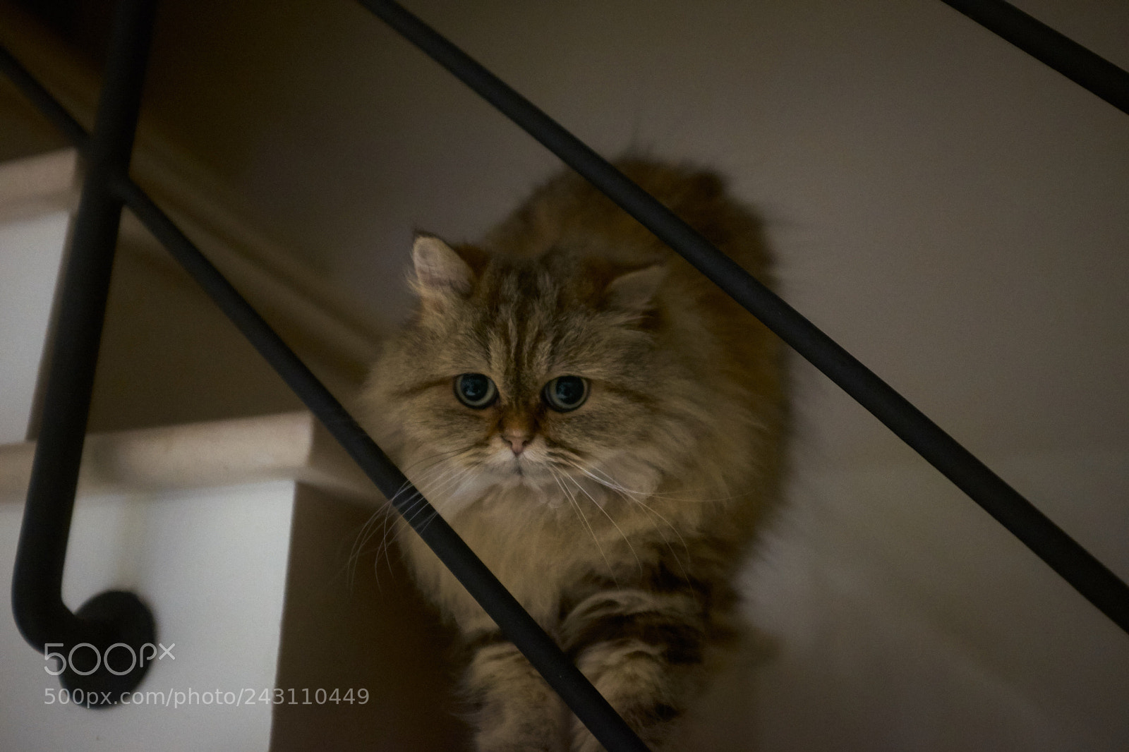 Fujifilm X100T sample photo. Cute photography
