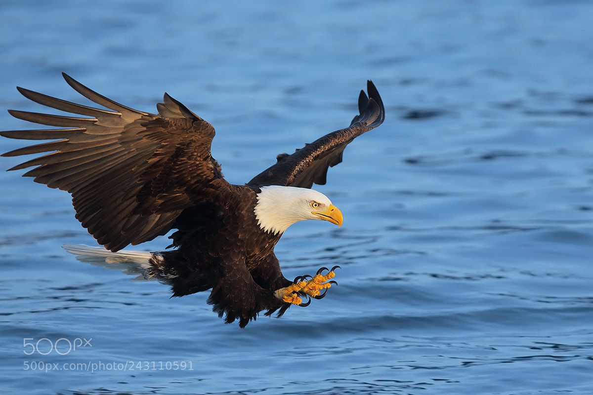 Canon EOS-1D X sample photo. Bald eagle catching fish photography