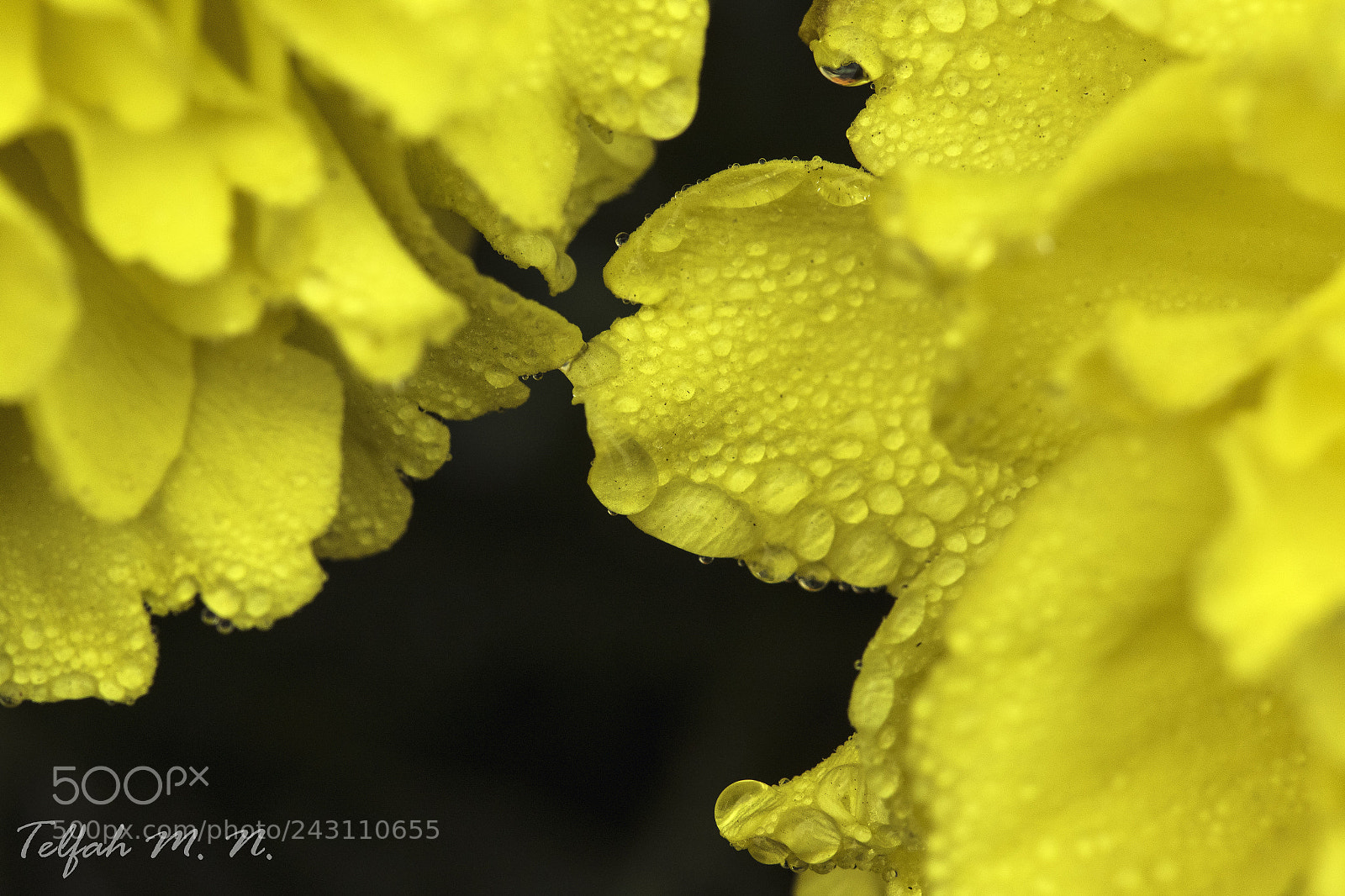 Canon EOS 7D Mark II sample photo. Yellow flower photography