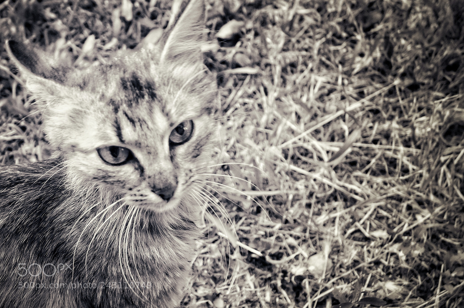 Sony Cyber-shot DSC-RX100 sample photo. Find a cat photography