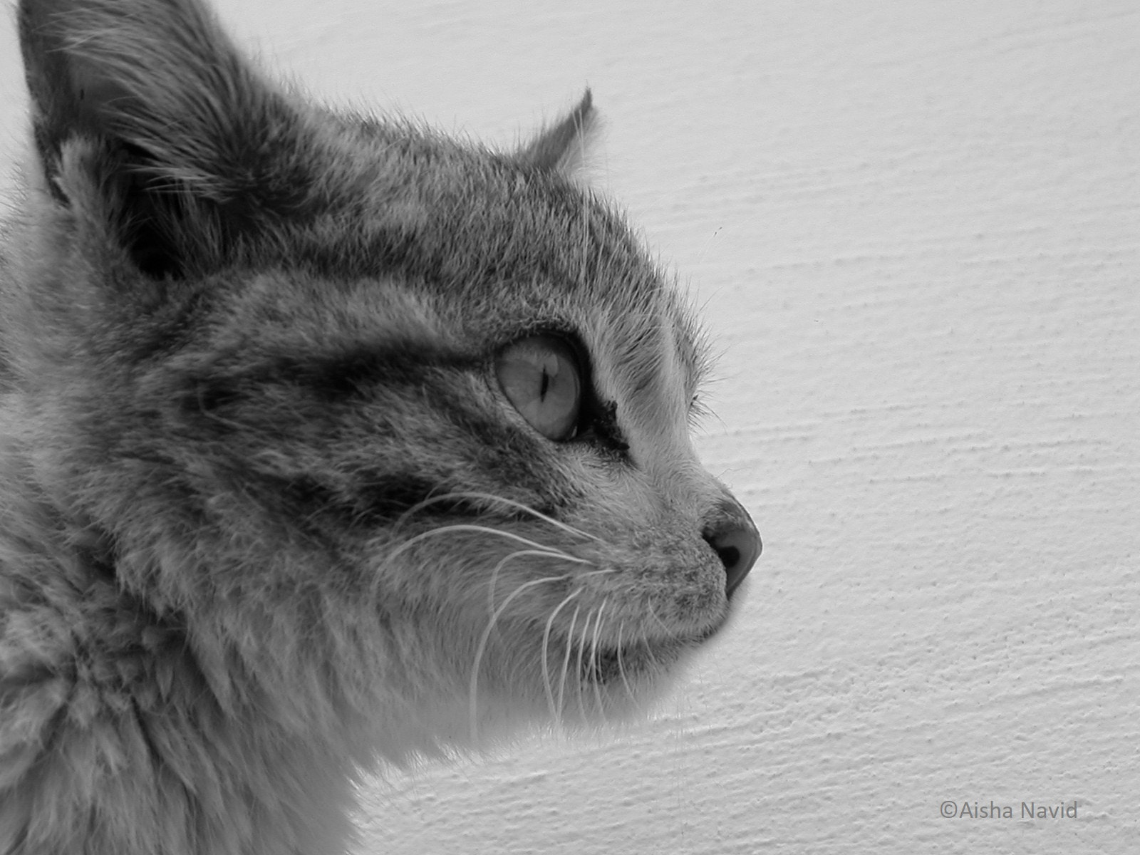 Nikon E2500 sample photo. Kitten photography