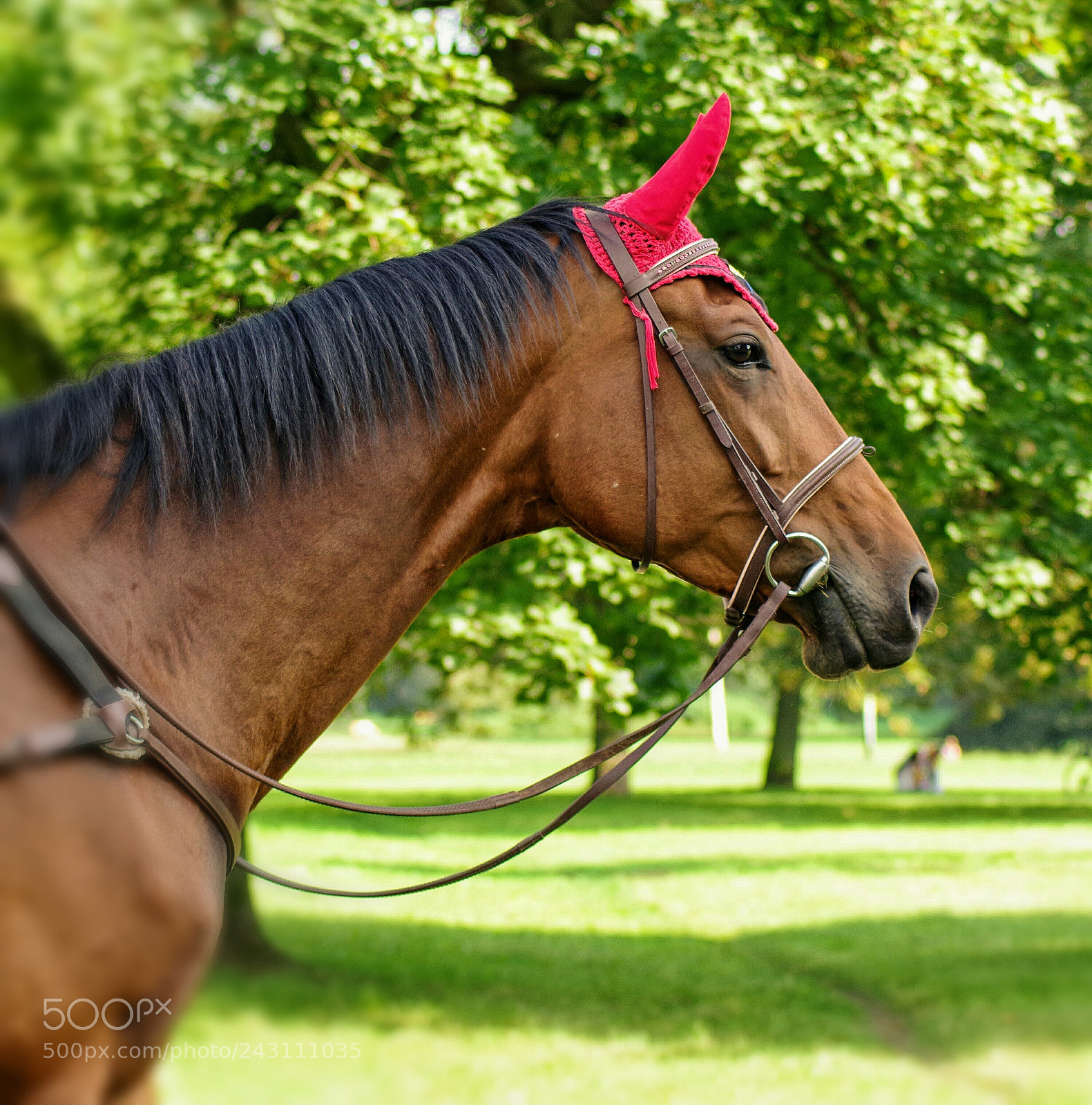 Pentax K-70 sample photo. Police horse ii photography