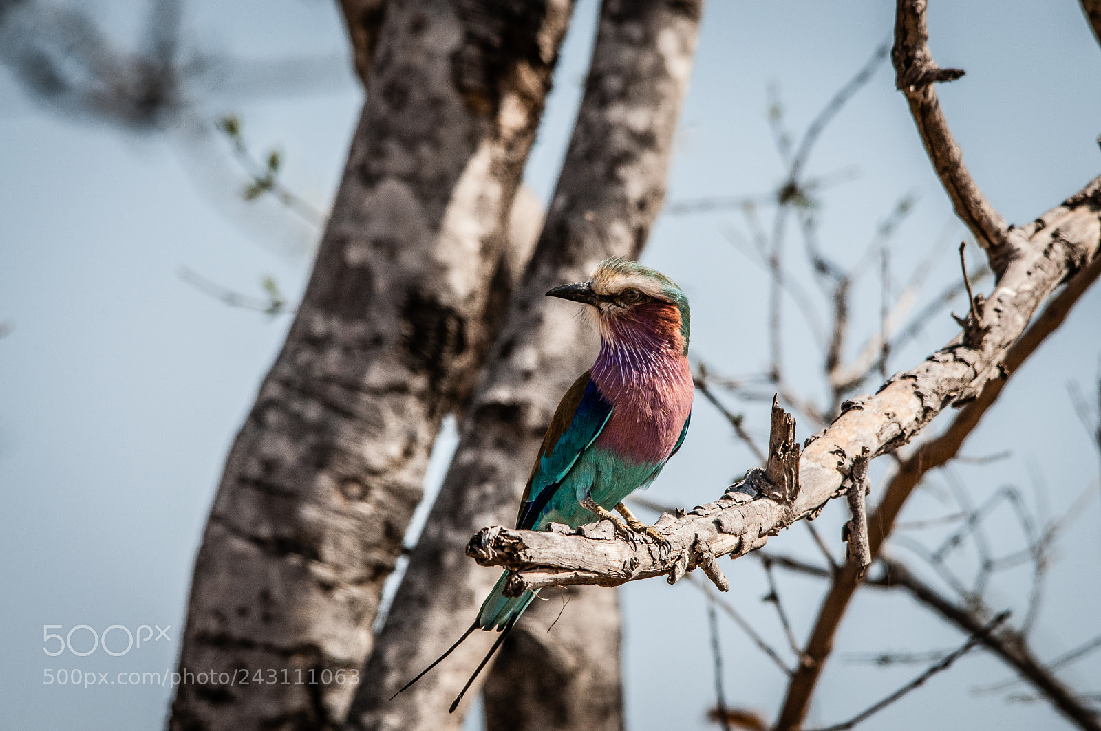 Nikon D300S sample photo. Coracias garrulus linnaeus photography