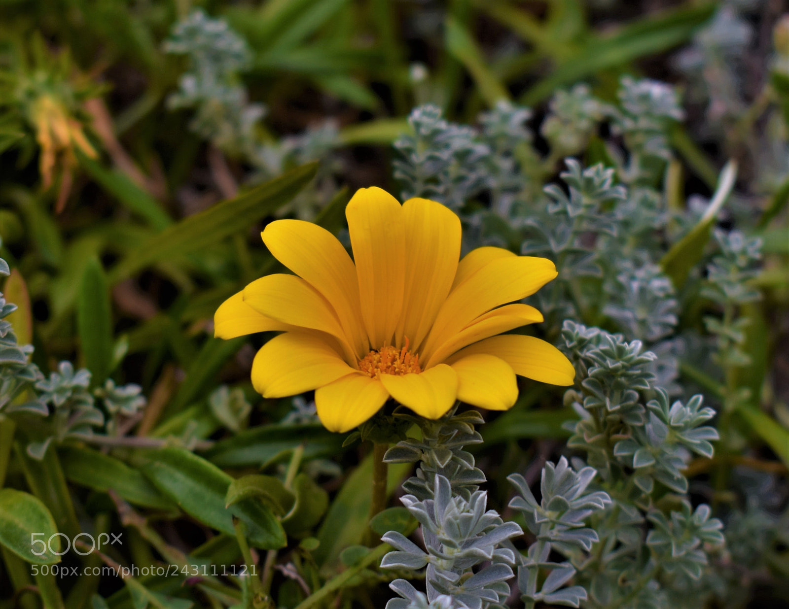 Nikon D3400 sample photo. Flower photography