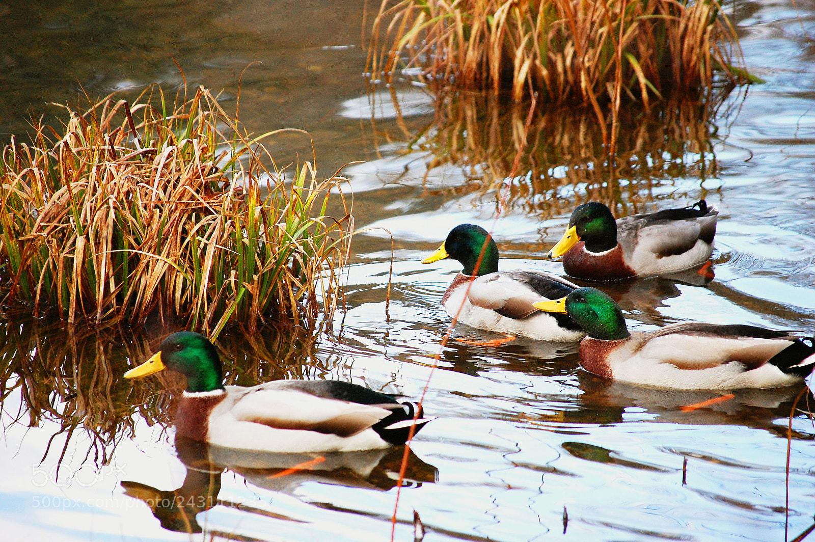 Nikon D40 sample photo. Ducks photography