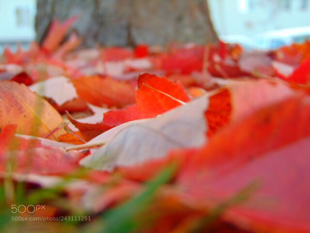 Sony Cyber-shot DSC-H300 sample photo. Eee dc a bb photography