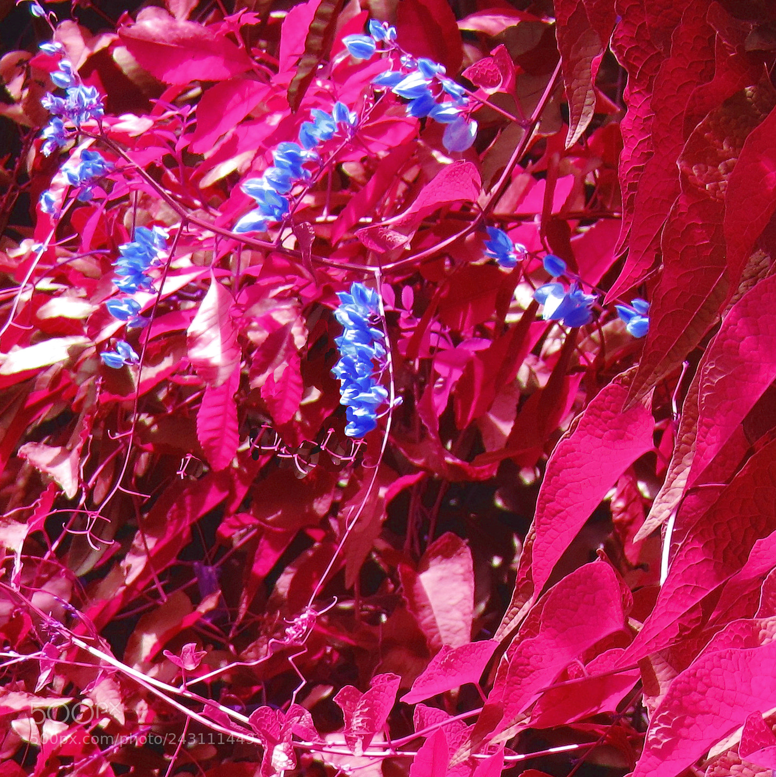 Canon PowerShot SX20 IS sample photo. Img photography