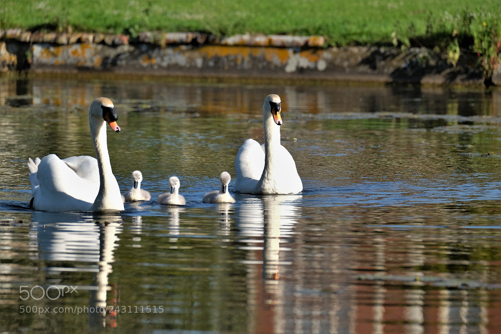 Fujifilm X-T1 sample photo. Swan family photography
