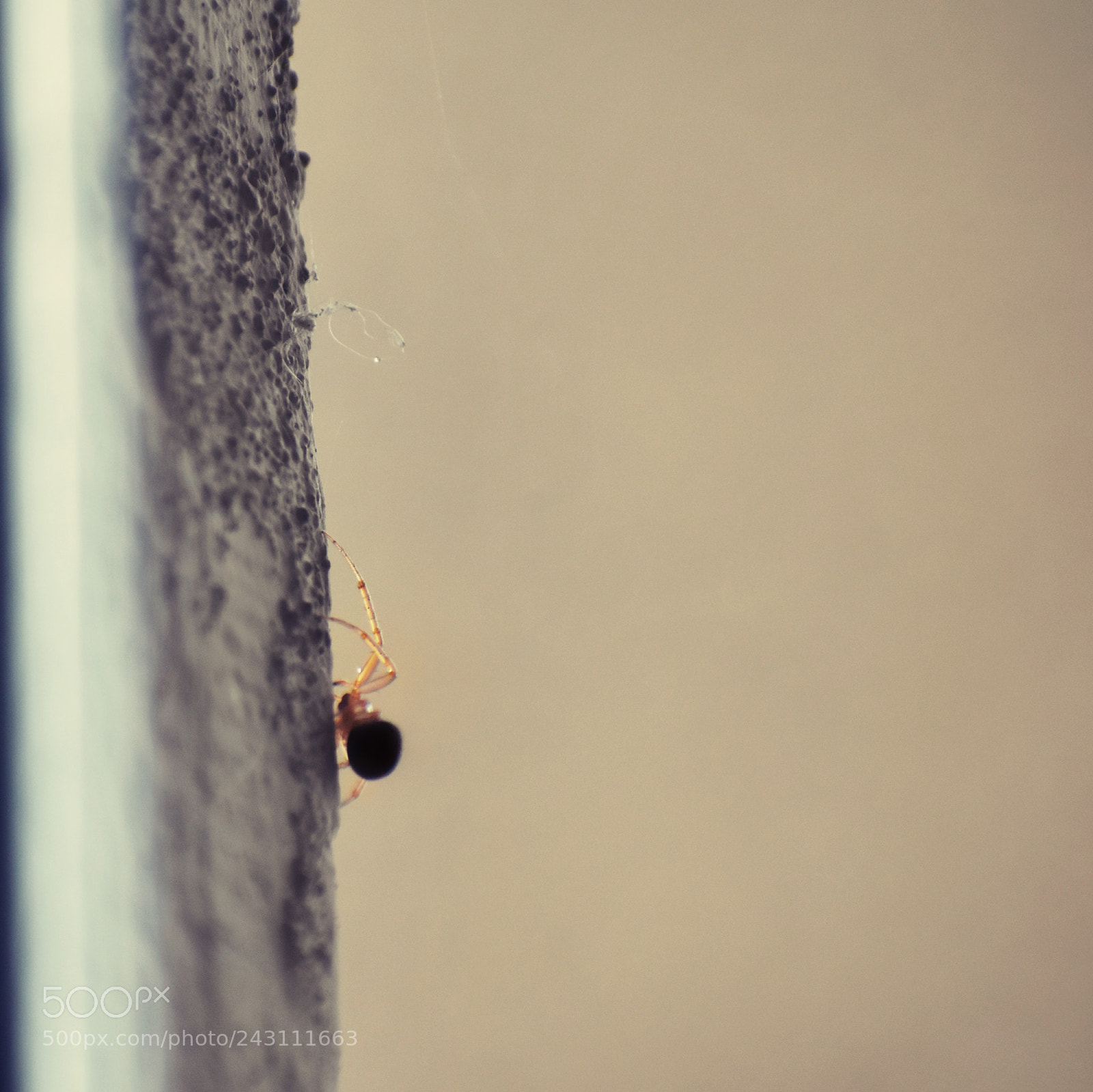 Nikon D5600 sample photo. Another spider photography