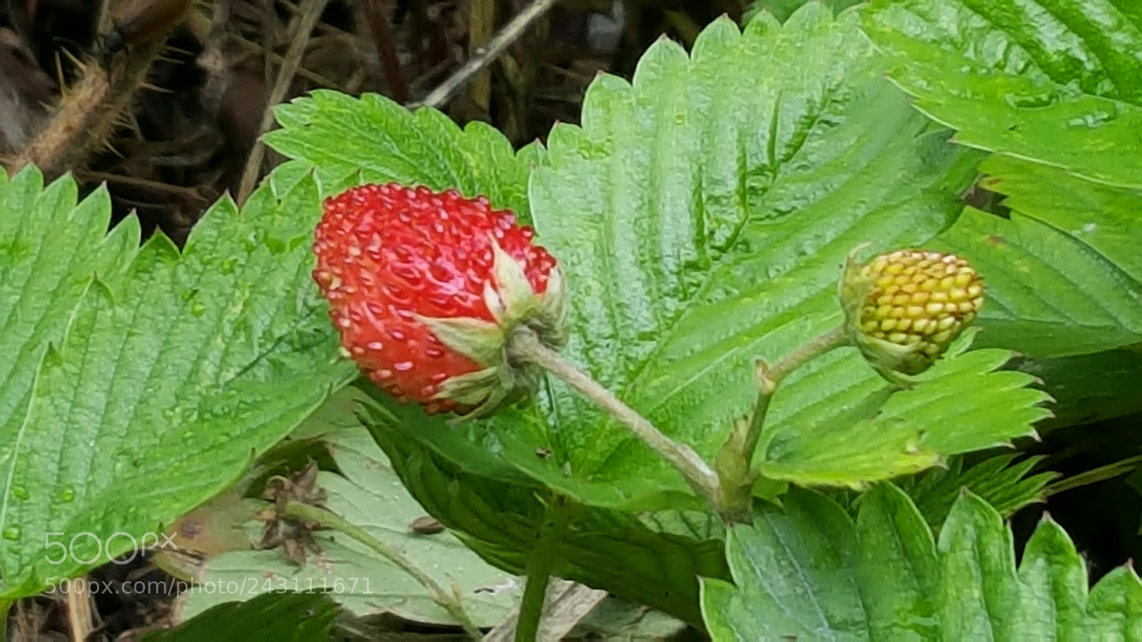 Samsung Galaxy Note5 sample photo. 20160727_163311.jpg photography