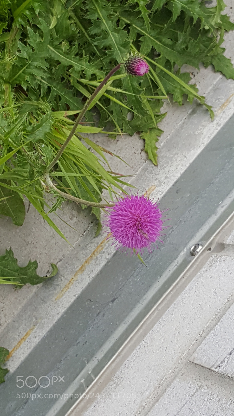 Samsung Galaxy Note5 sample photo. 20160726_130919.jpg photography