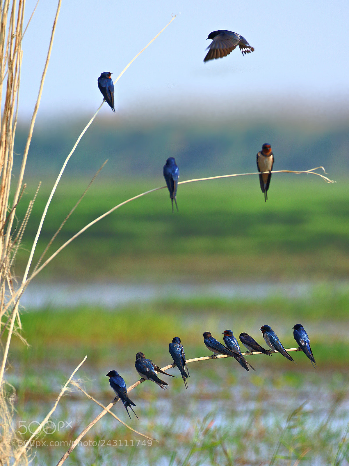 Canon EOS 7D Mark II sample photo. Barn swallow team photography