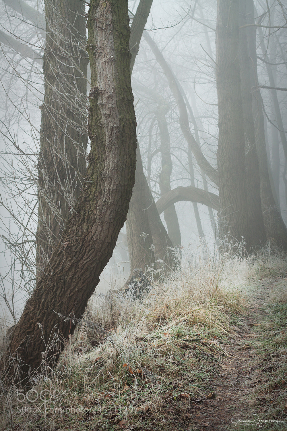 Canon EOS 50D sample photo. My paths photography