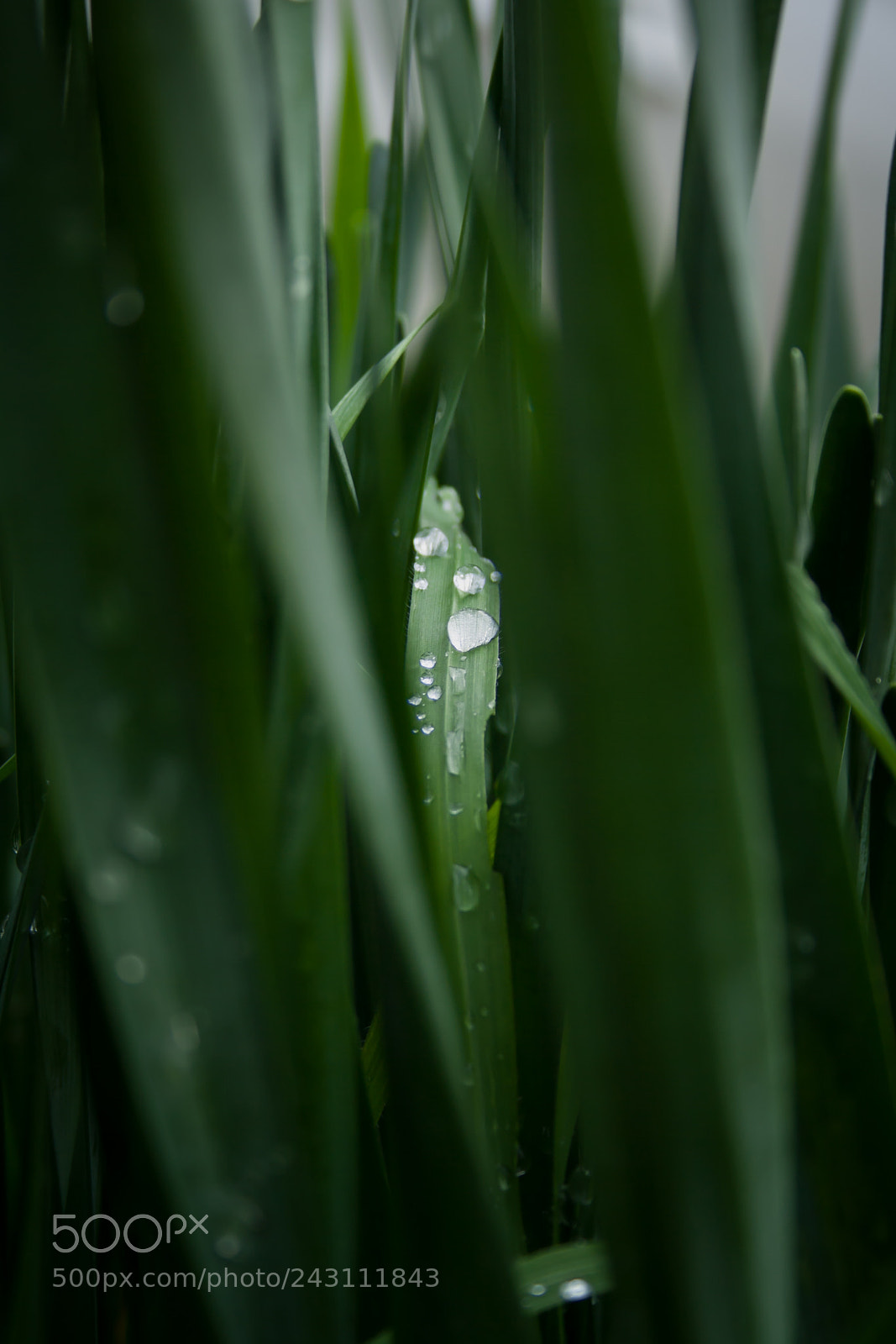 Canon EOS 1000D (EOS Digital Rebel XS / EOS Kiss F) sample photo. Raindrops in the grass photography