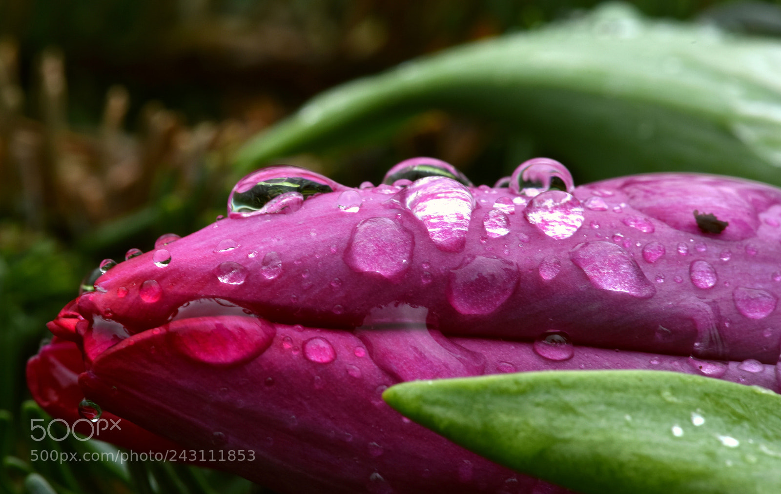 Nikon D810 sample photo. Drops 33! photography