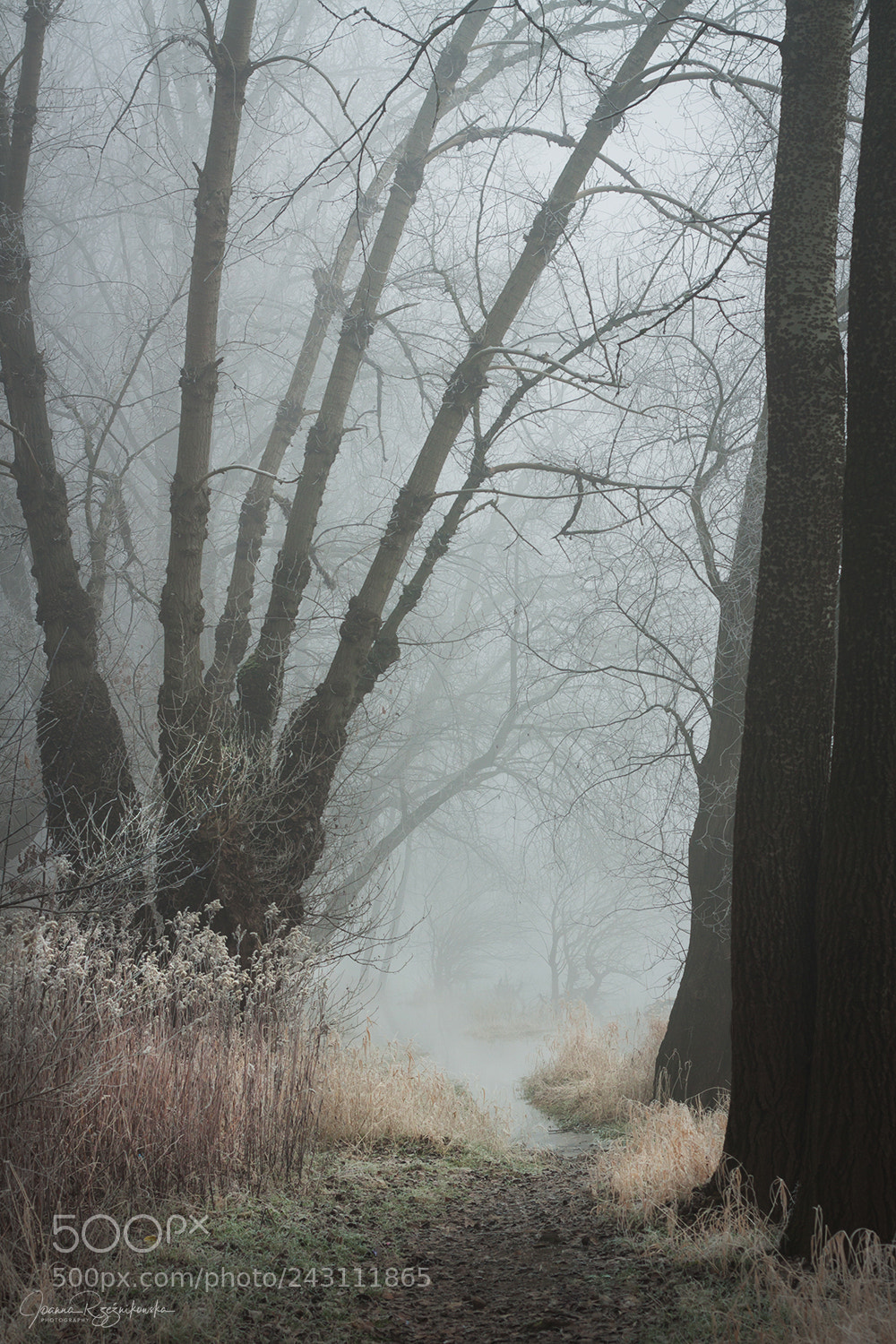 Canon EOS 50D sample photo. My paths photography