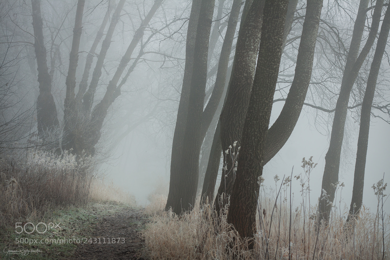 Canon EOS 50D sample photo. My paths photography