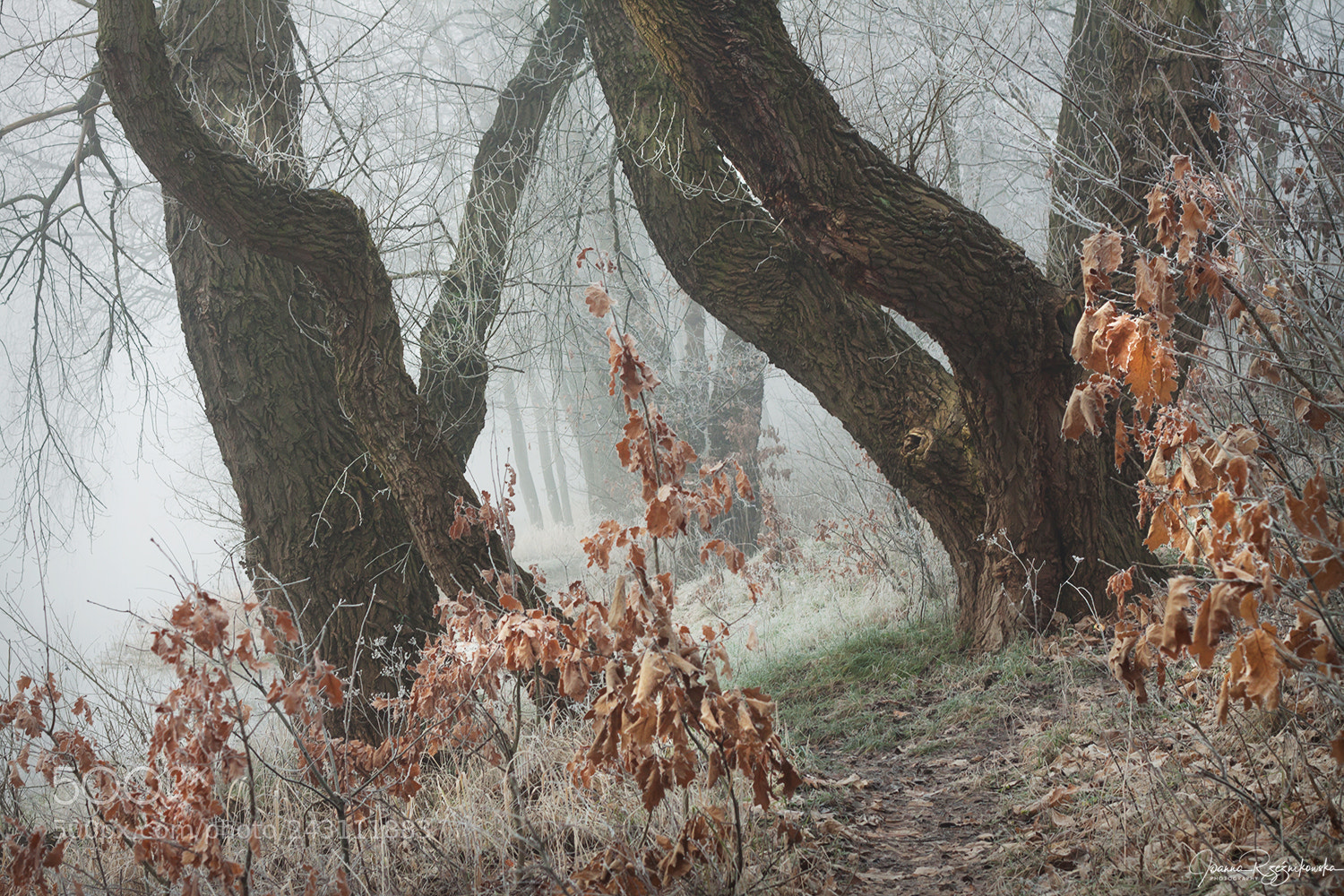 Canon EOS 50D sample photo. My paths photography
