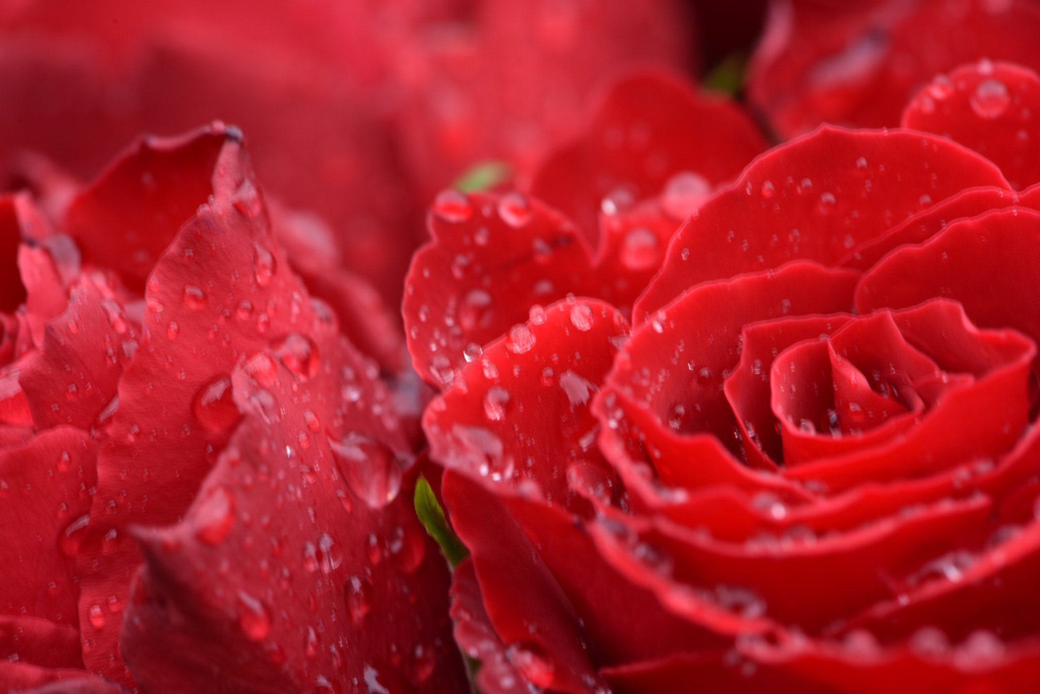 Nikon AF-S Micro-Nikkor 105mm F2.8G IF-ED VR sample photo. Red roses 55! photography