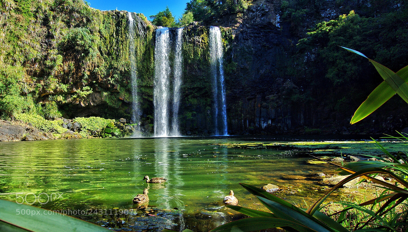 Nikon D3000 sample photo. Whangarei falls photography