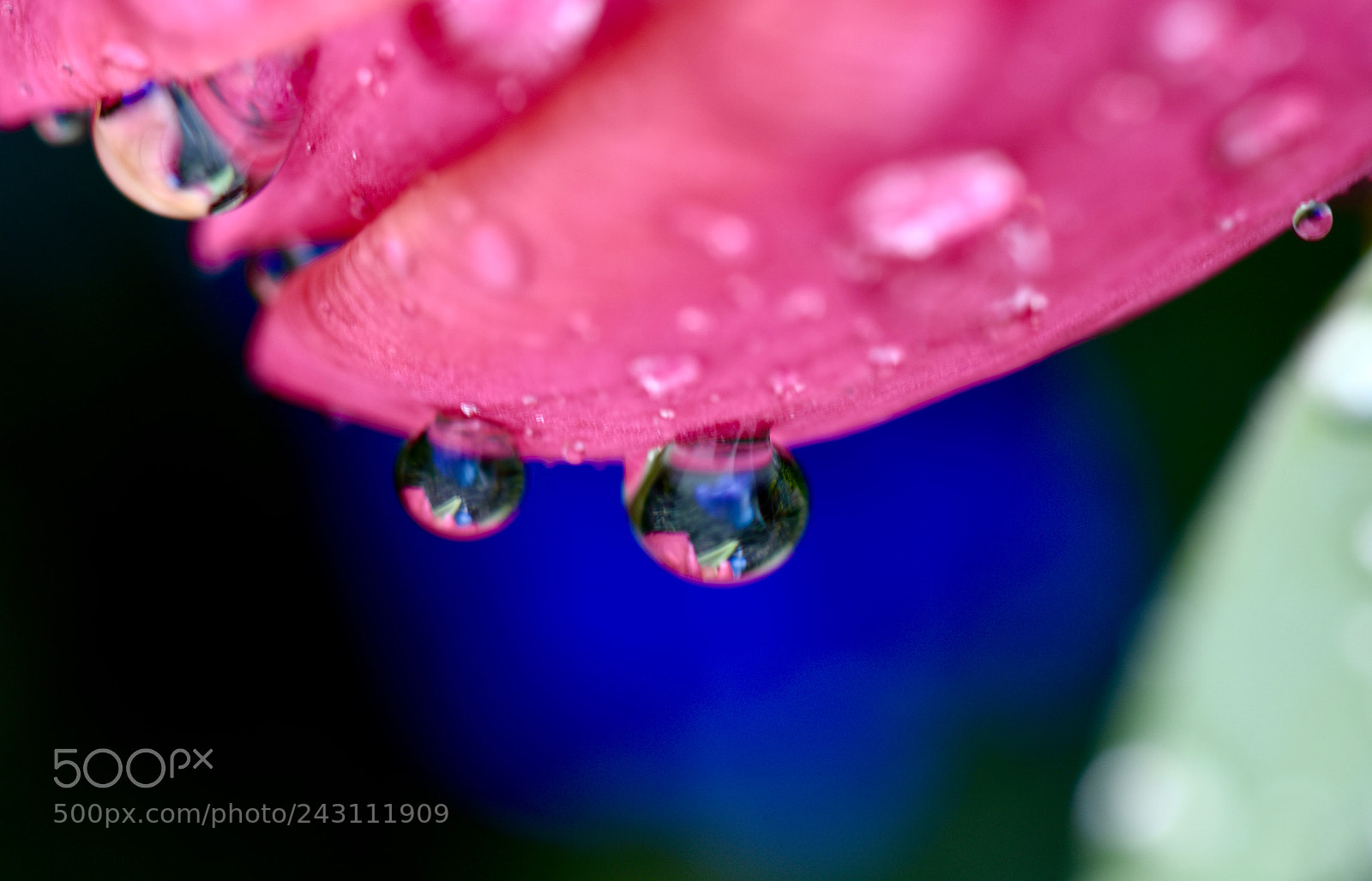 Nikon D810 sample photo. Drops 48! photography