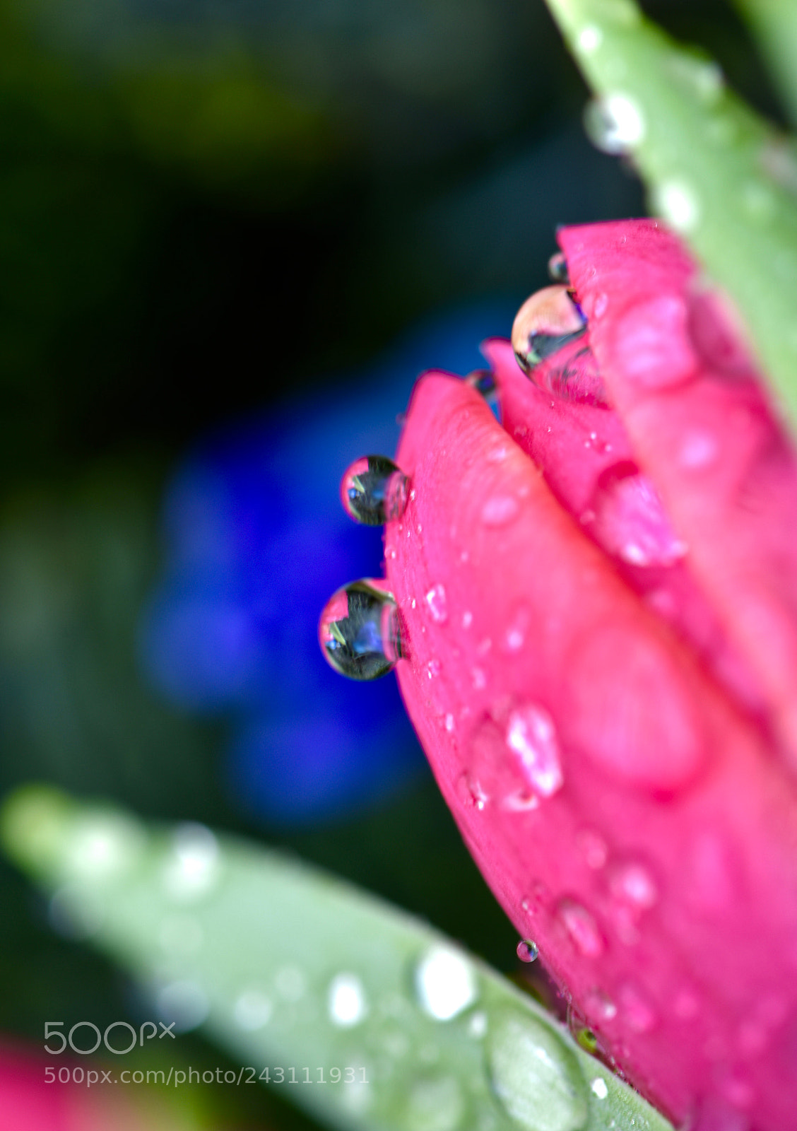 Nikon D810 sample photo. Drops 51! photography