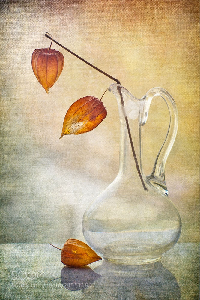 Pentax K-5 sample photo. Still life with physalis photography