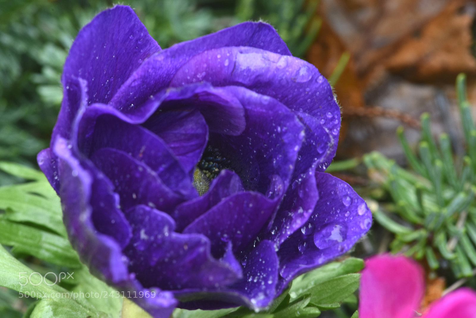 Nikon D810 sample photo. Drops 42! photography