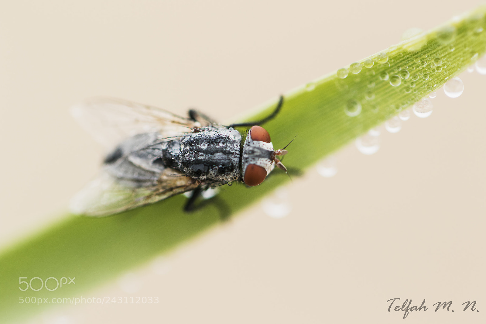 Canon EOS 7D Mark II sample photo. Dewdrops photography